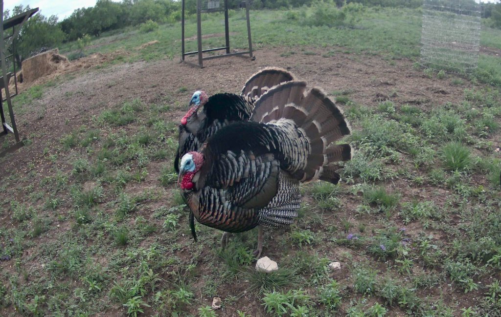 Rio Grande Turkey at El Chital Ranch