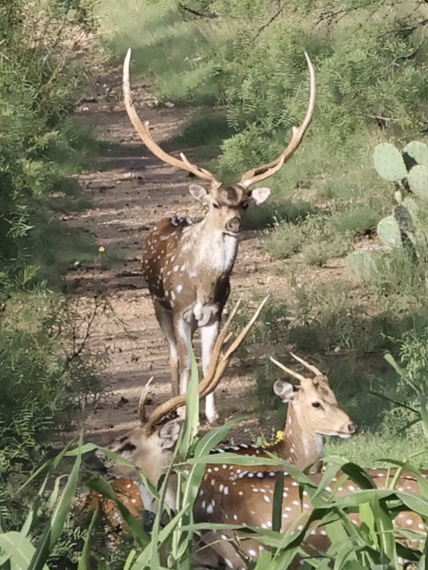 Axis Deer at El Chital Ranch
