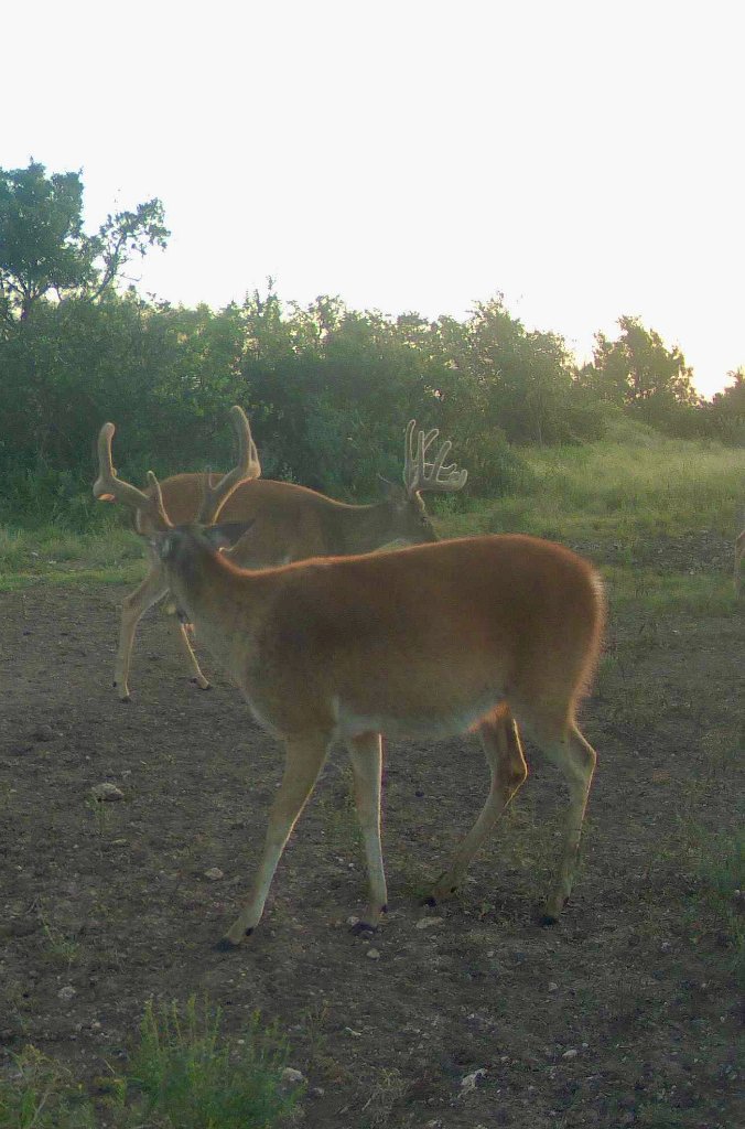 Whitetail Deer at El Chital Ranch