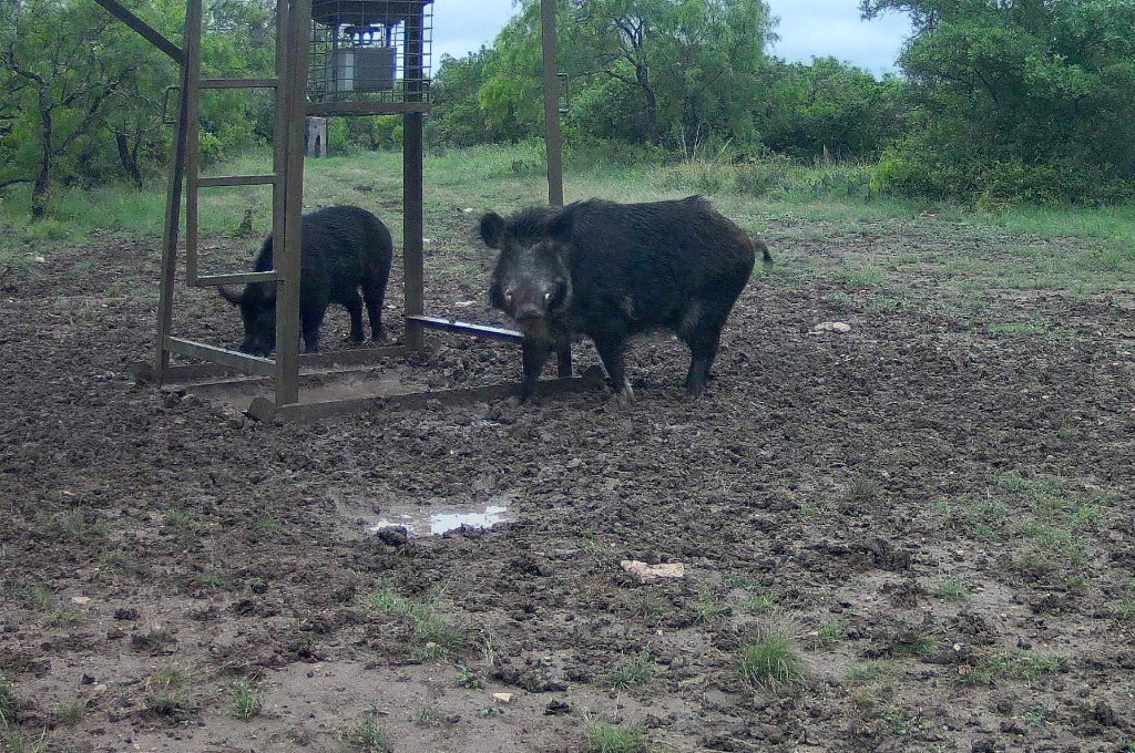 Wild Hogs at El Chital Ranch