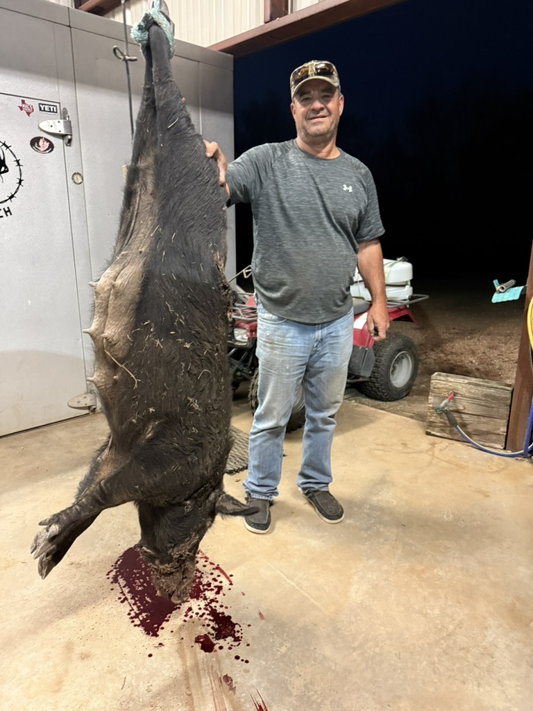 Massive Sow — El Chital Ranch