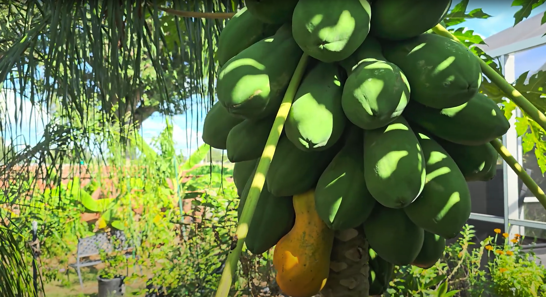 Florida papaya being scanned by Plant Doctor