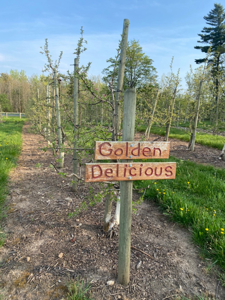 An Afternoon at the Apple Farm photo 3