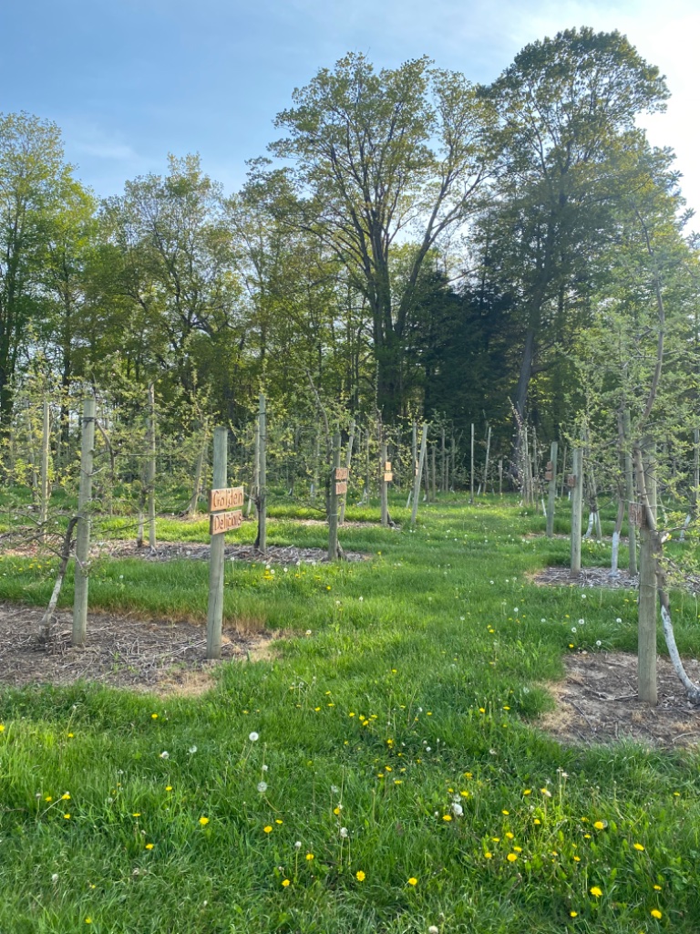 An Afternoon at the Apple Farm photo 4