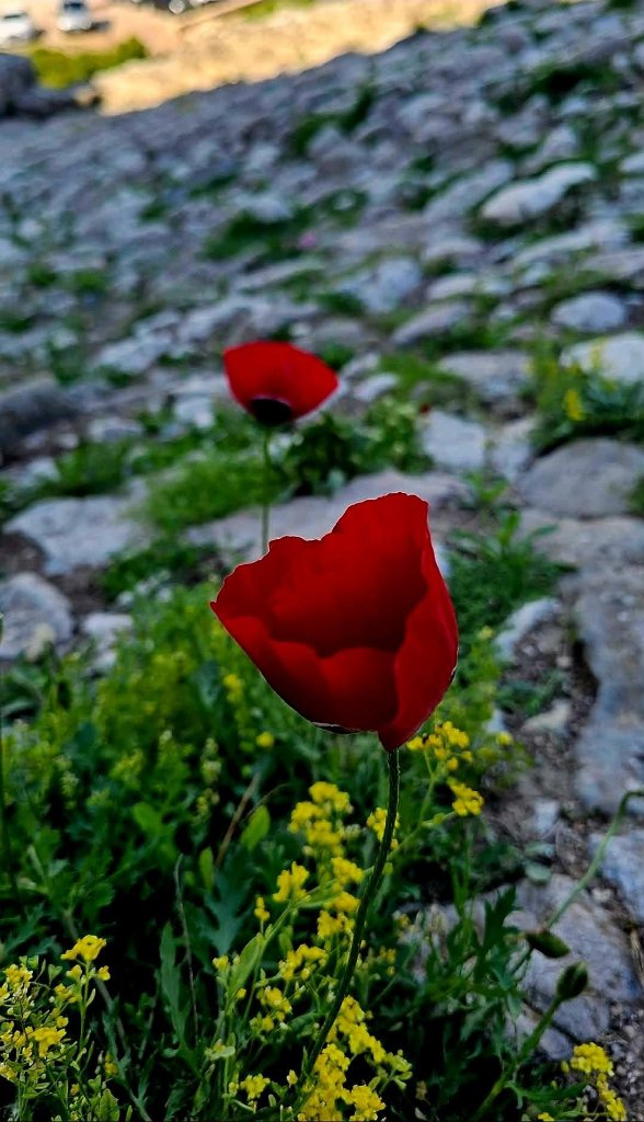 Red poppies at the ancient ruins