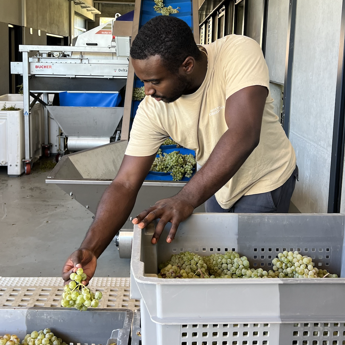 Harvest sorting at the winery