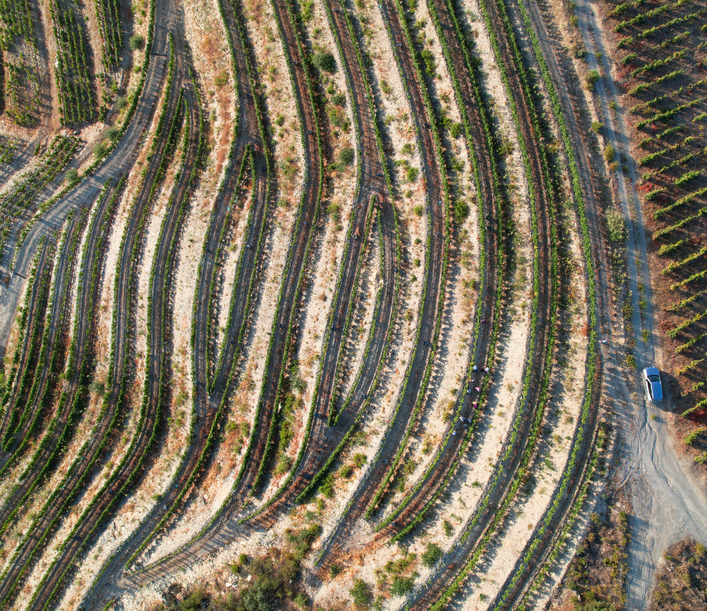 Terraced vineyards of the Douro