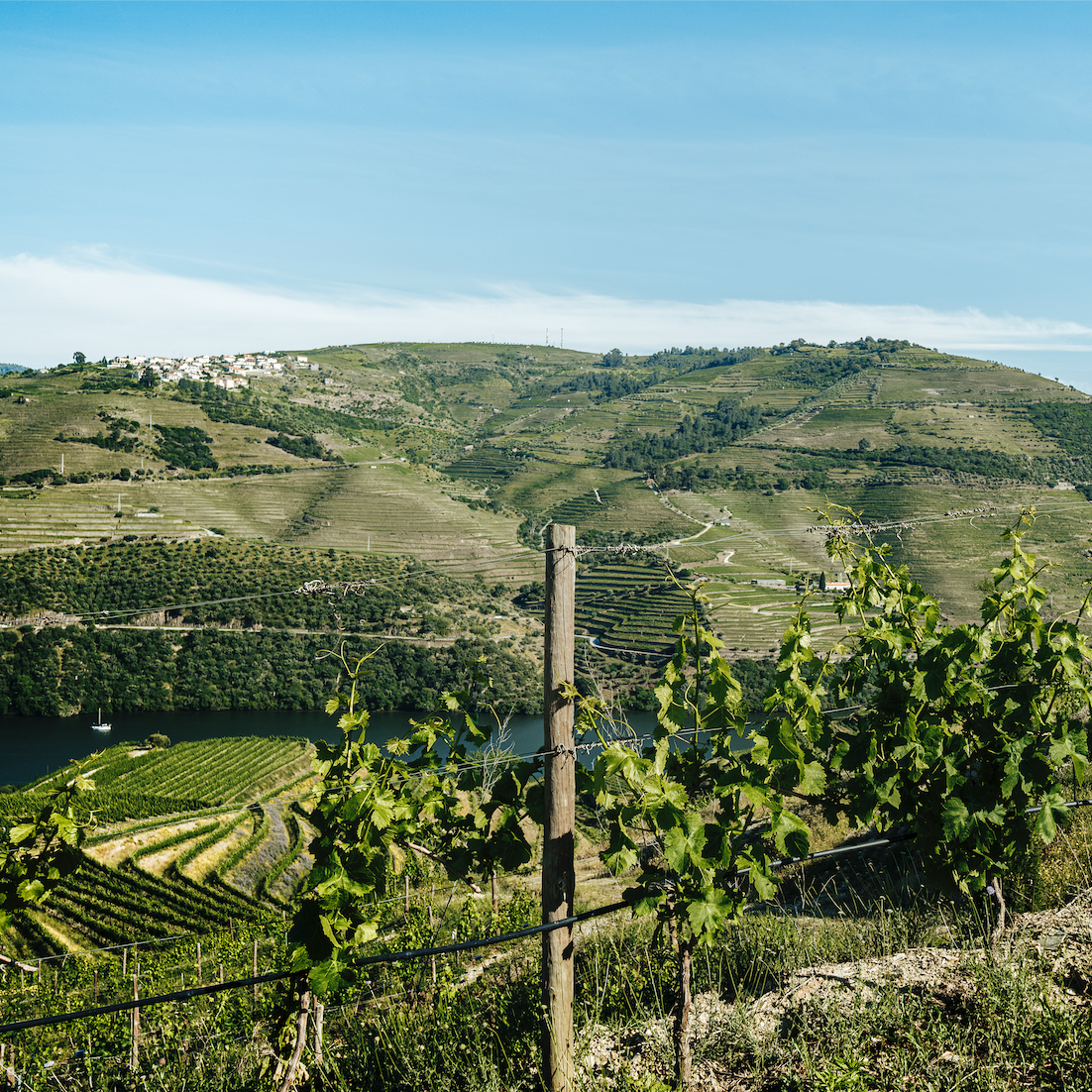 Douro Valley vineyard panorama