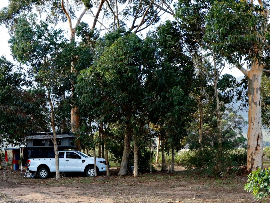 Bluegum