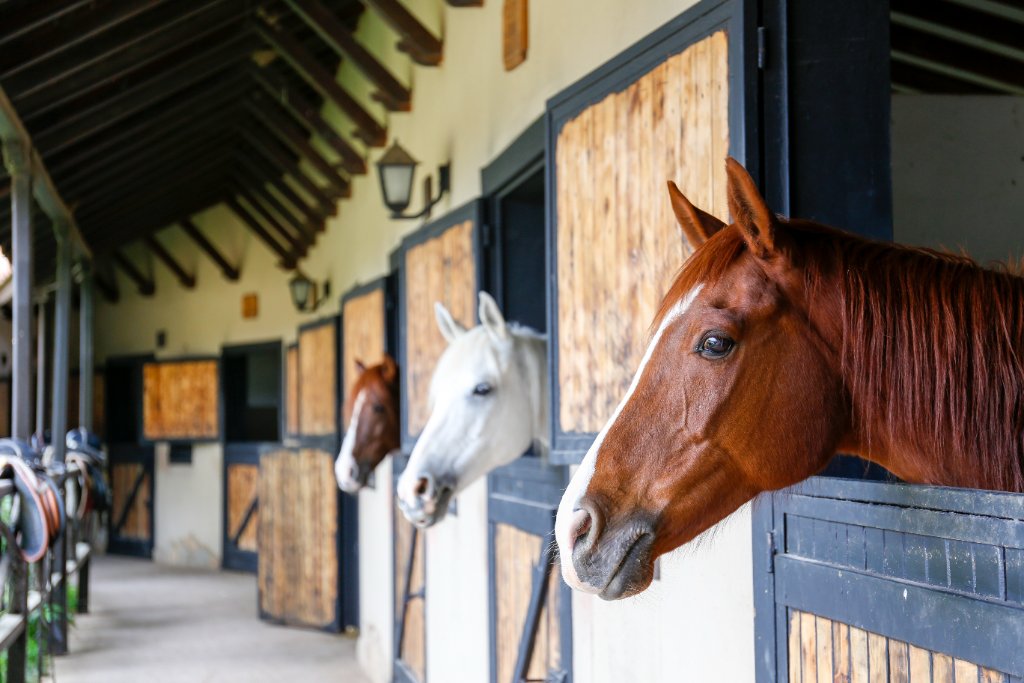 Equinio – sovellus hevosenomistajille ja talleille