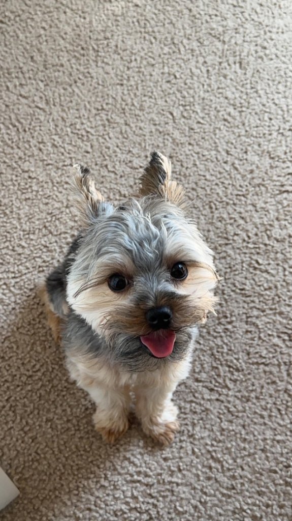 TailTrail Dog