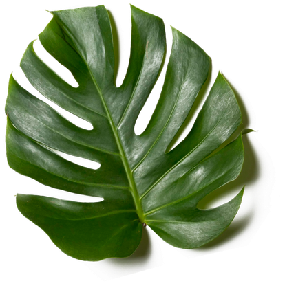 leaf decoration