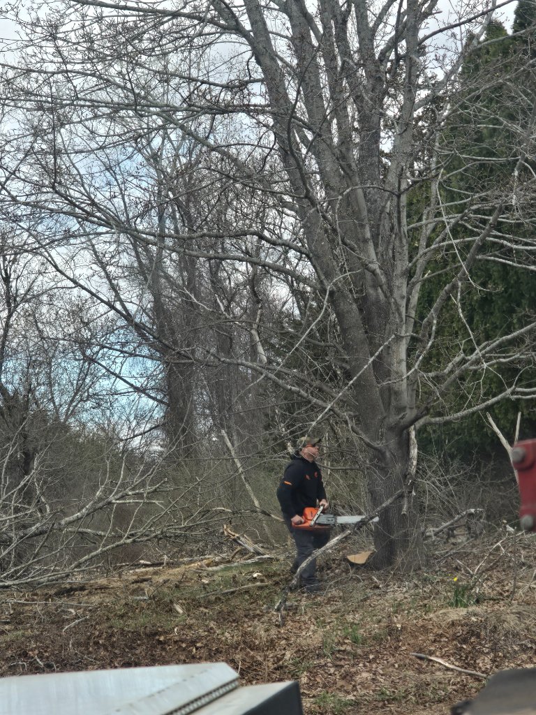 CHAINSAW TREE FELLING