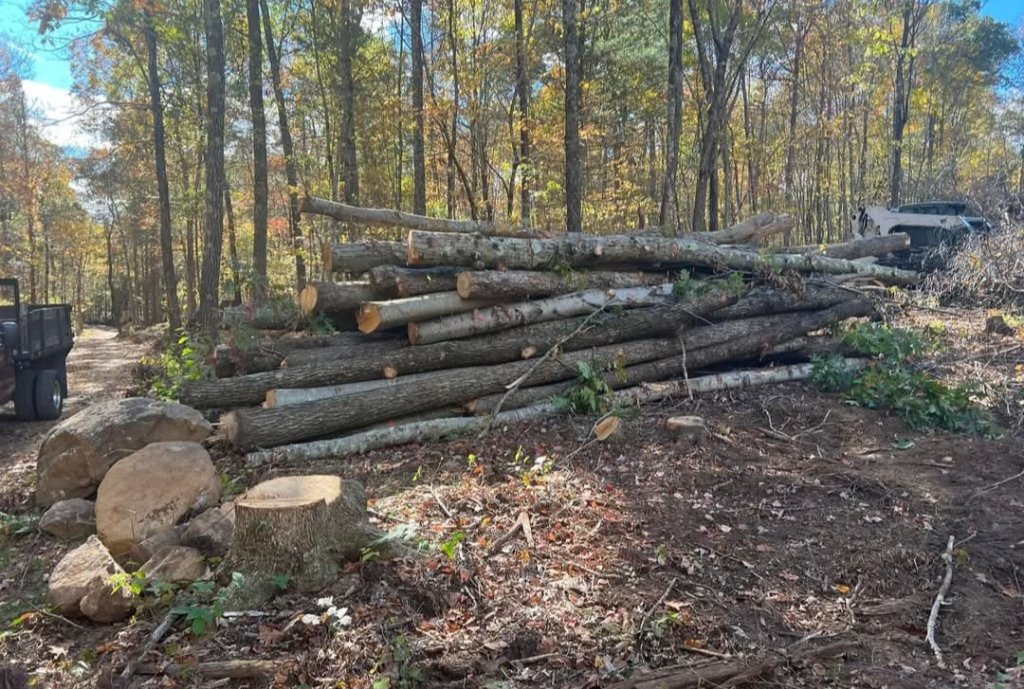 TIMBER HARVEST