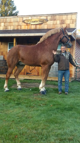 Robert Tronsky with draft horse at Triple T Country Store