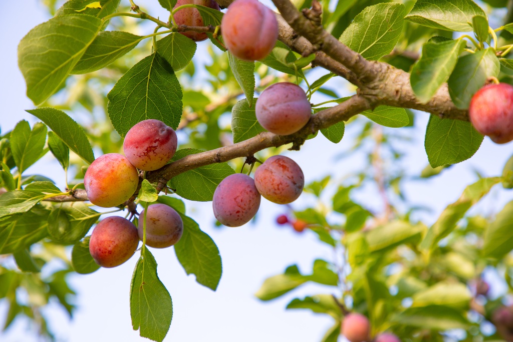 Streekproducten fruitregio Betuwe
