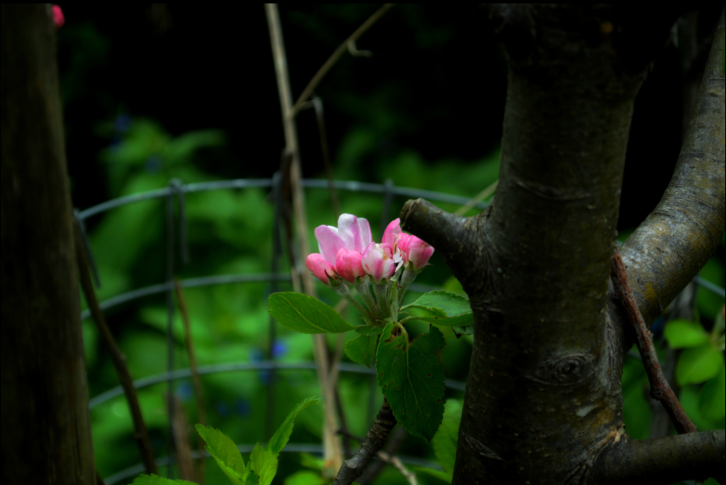 Apple Blossom