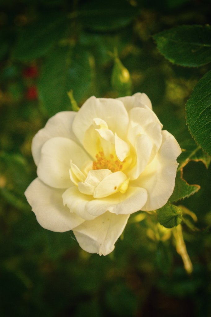 Cream Rose