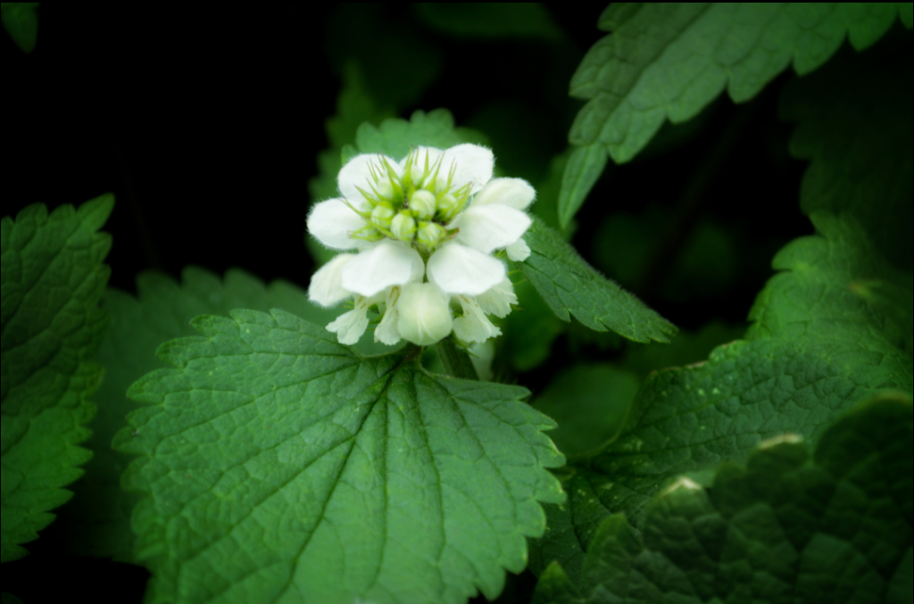 White Blossom