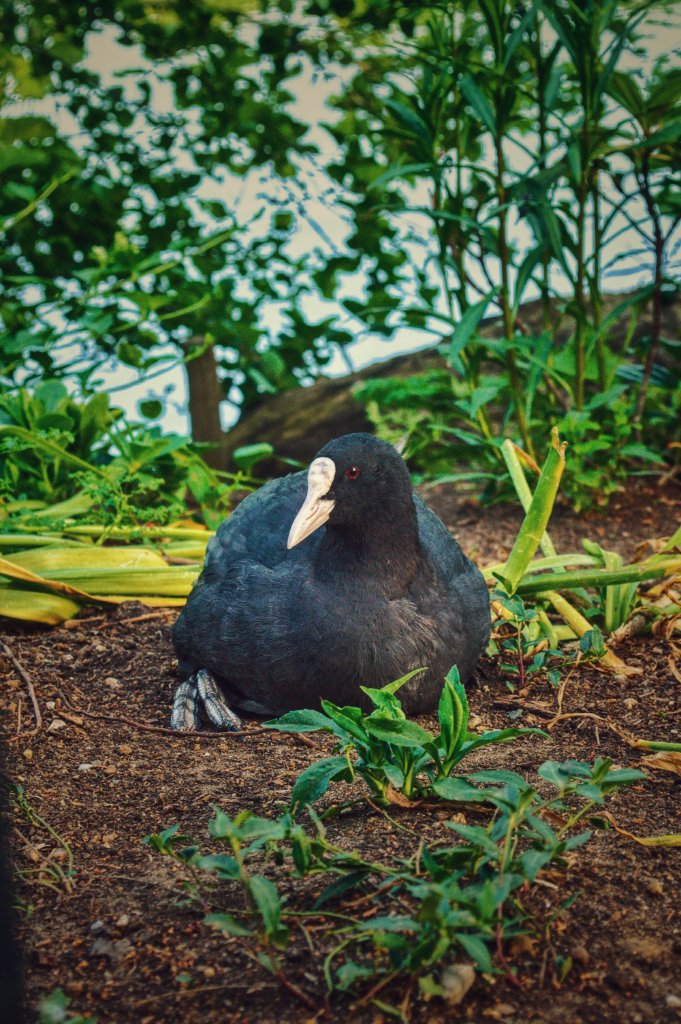 Eurasian Coot