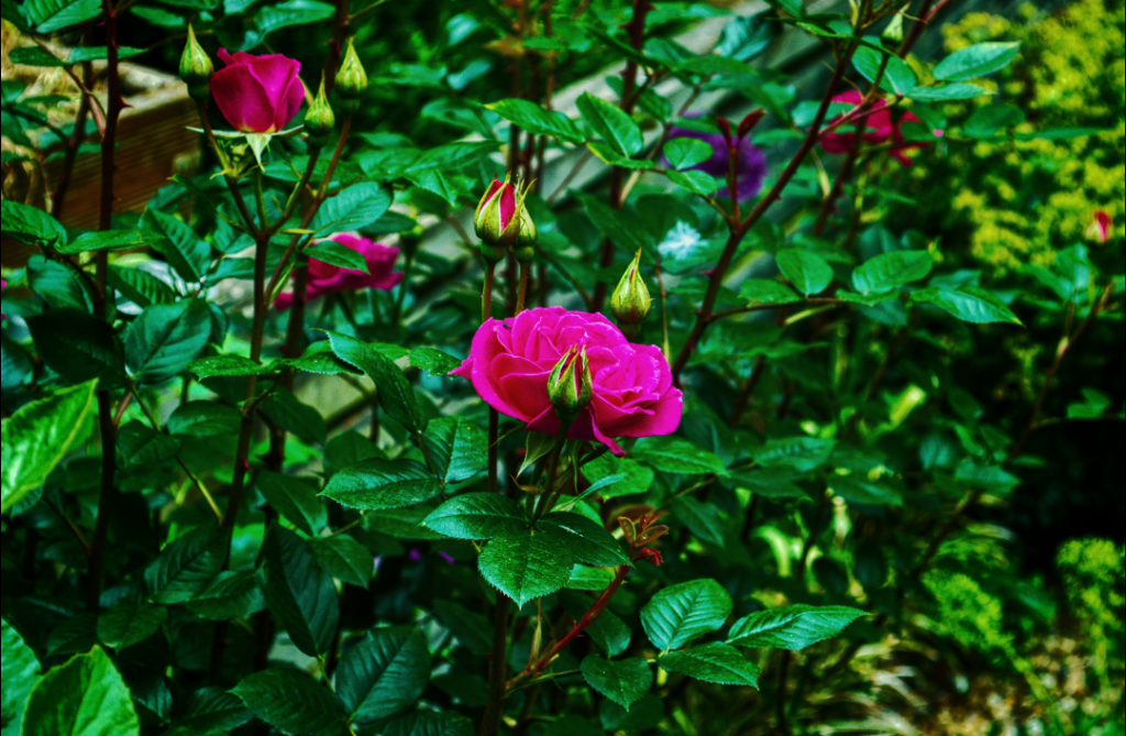 Garden Roses