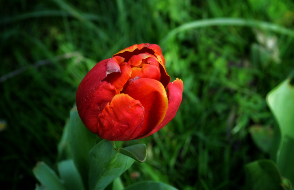Red Tulip
