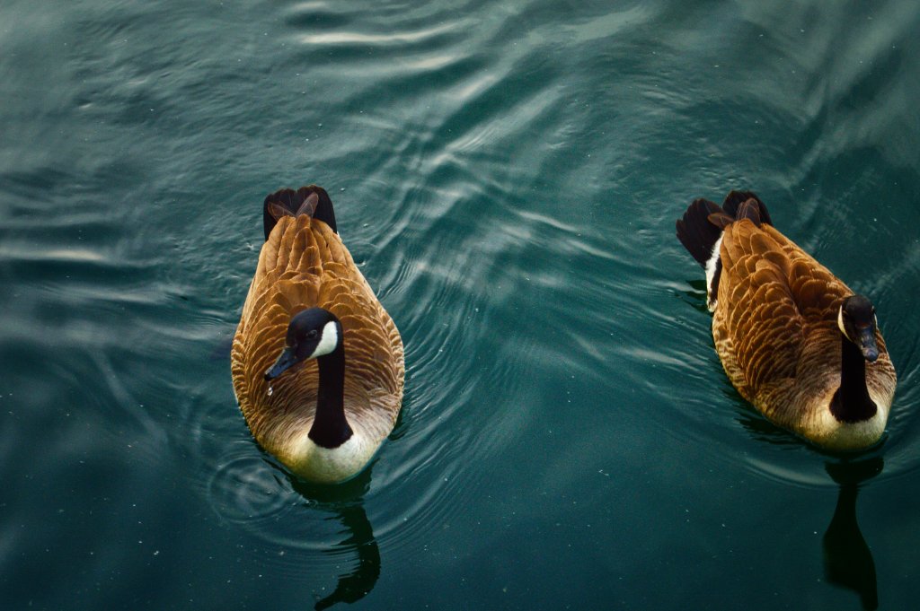 Canada Geese — In Sync