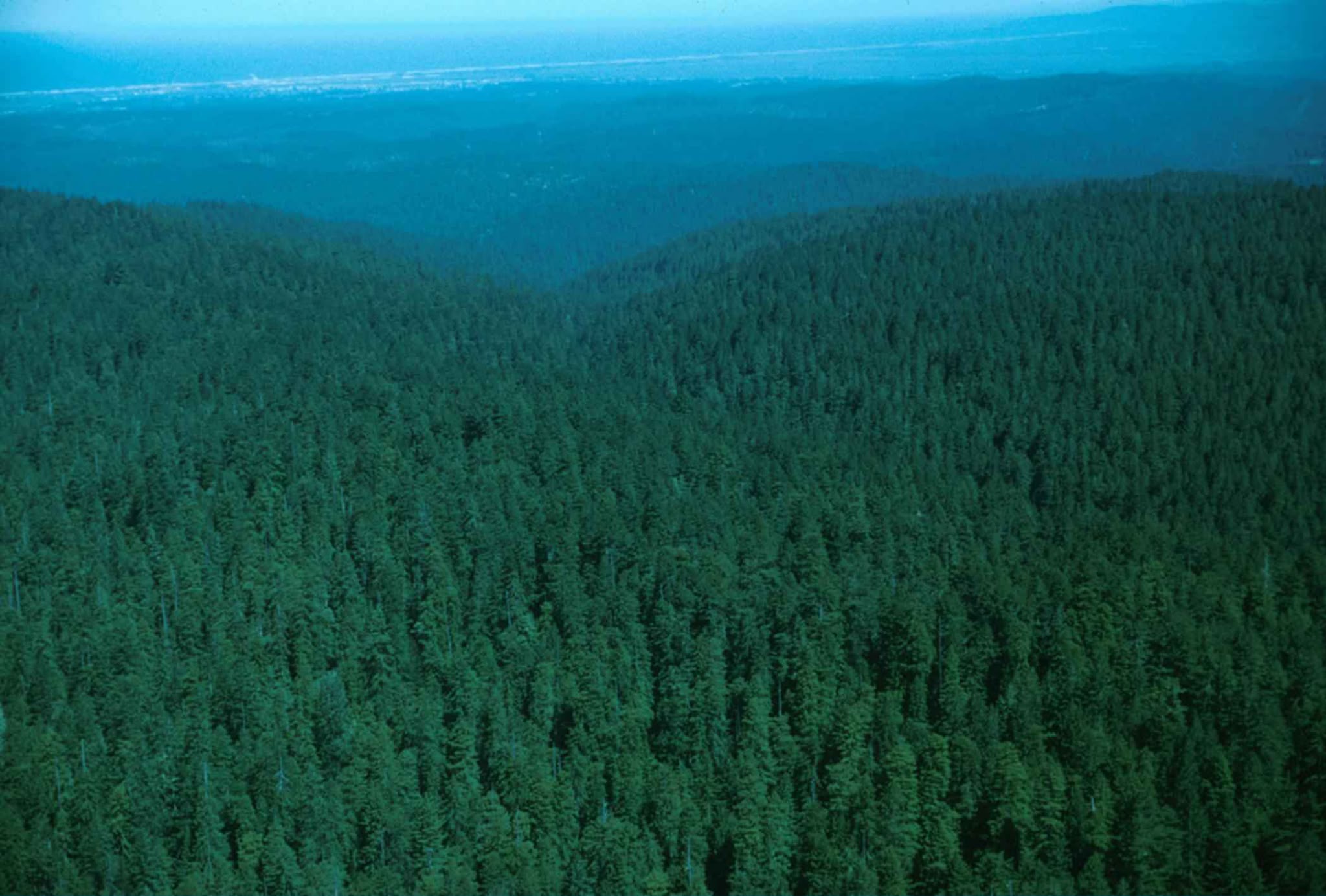 Bosque denso visto desde el aire