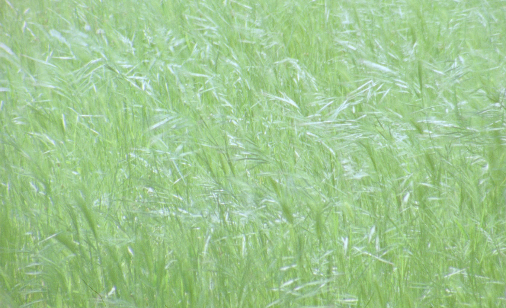 Campo verde al viento
