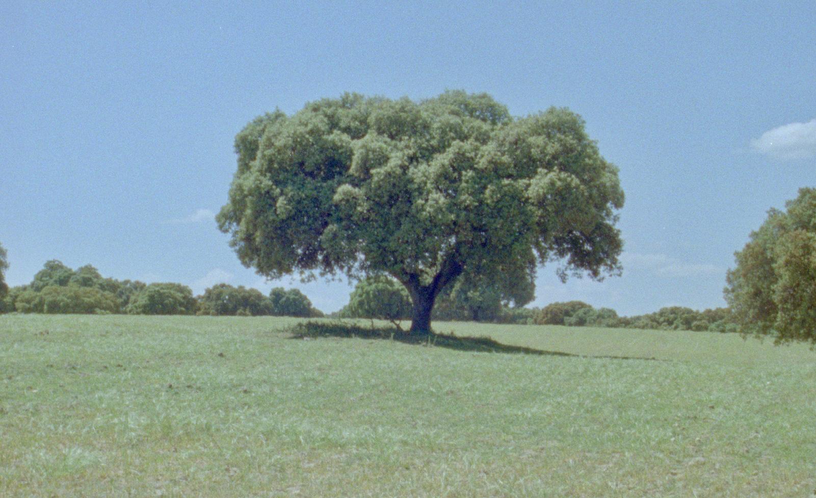 Encina solitaria sana en pradera
