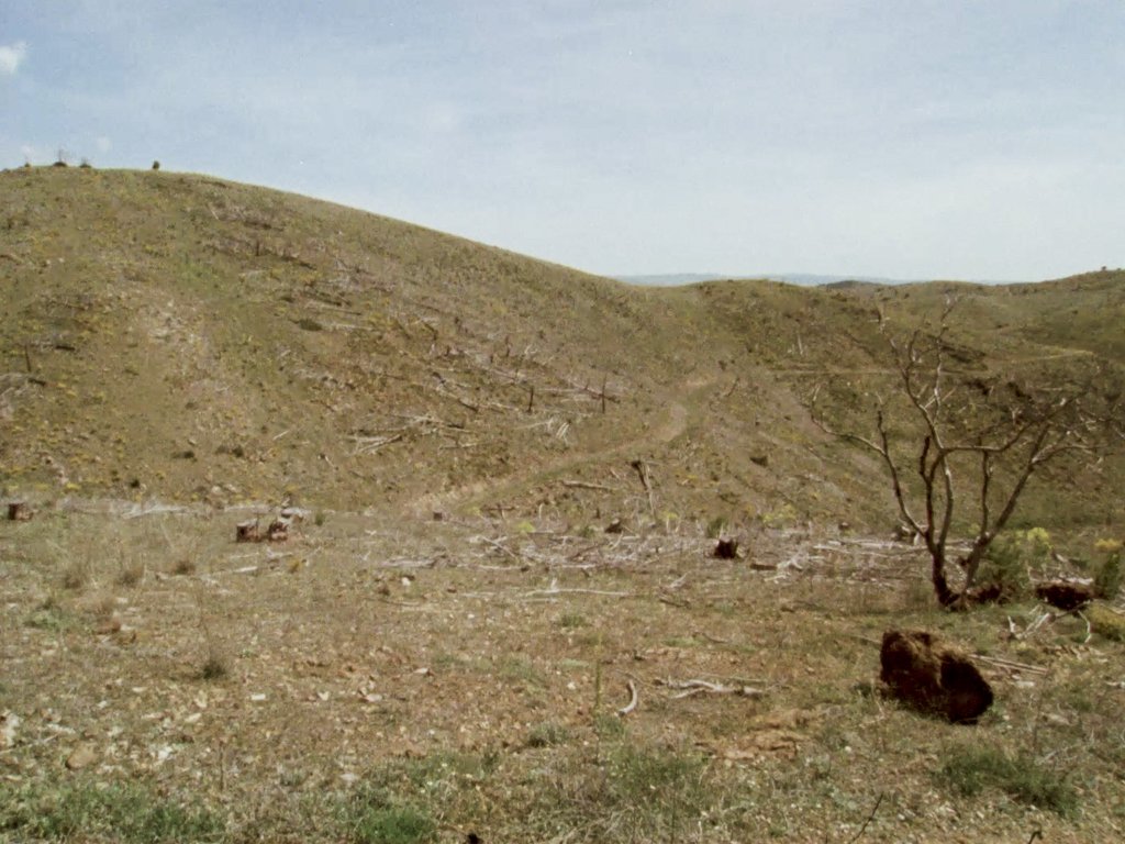 Ladera con restos forestales lista para plantación