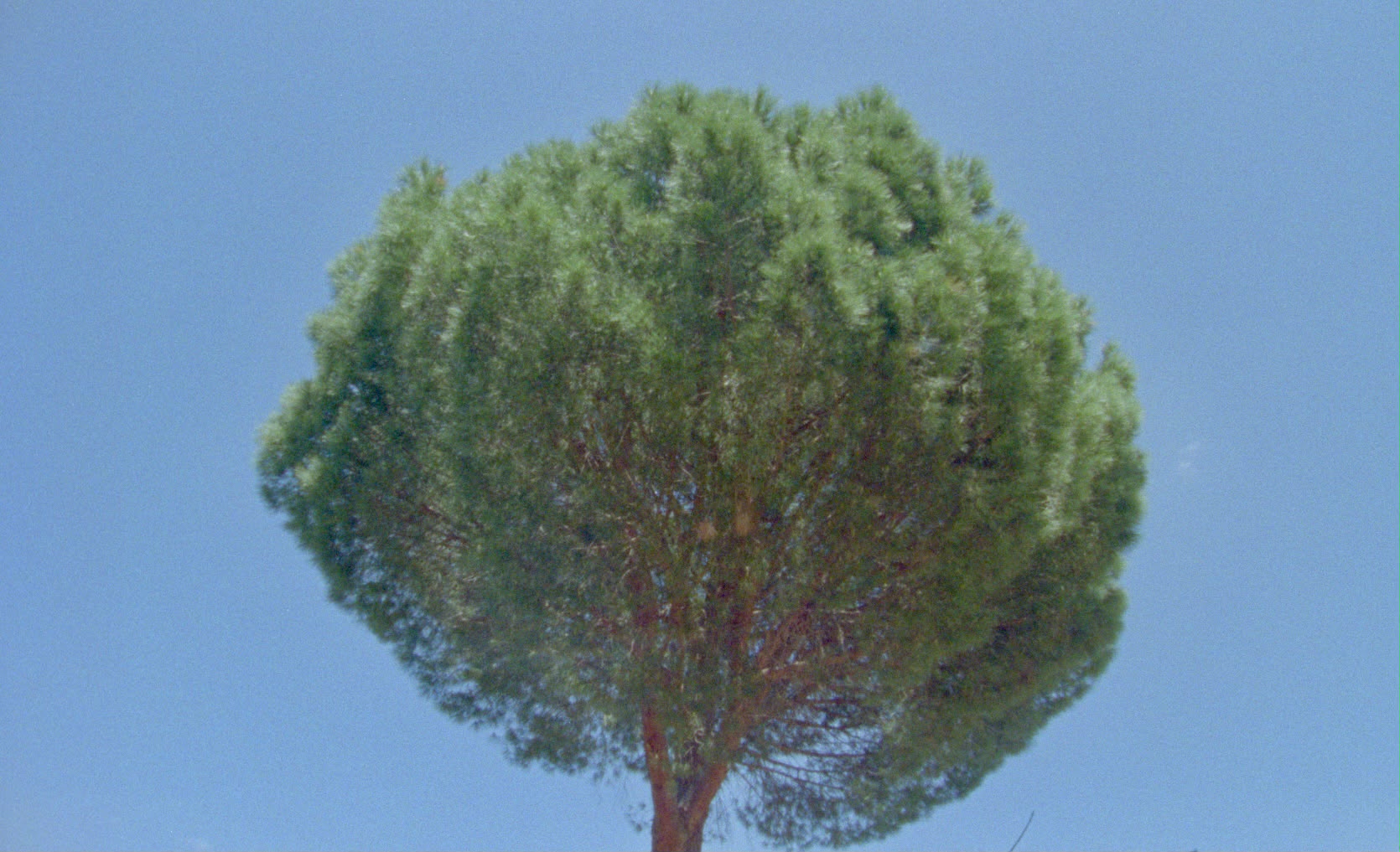 Pino solitario contra cielo despejado