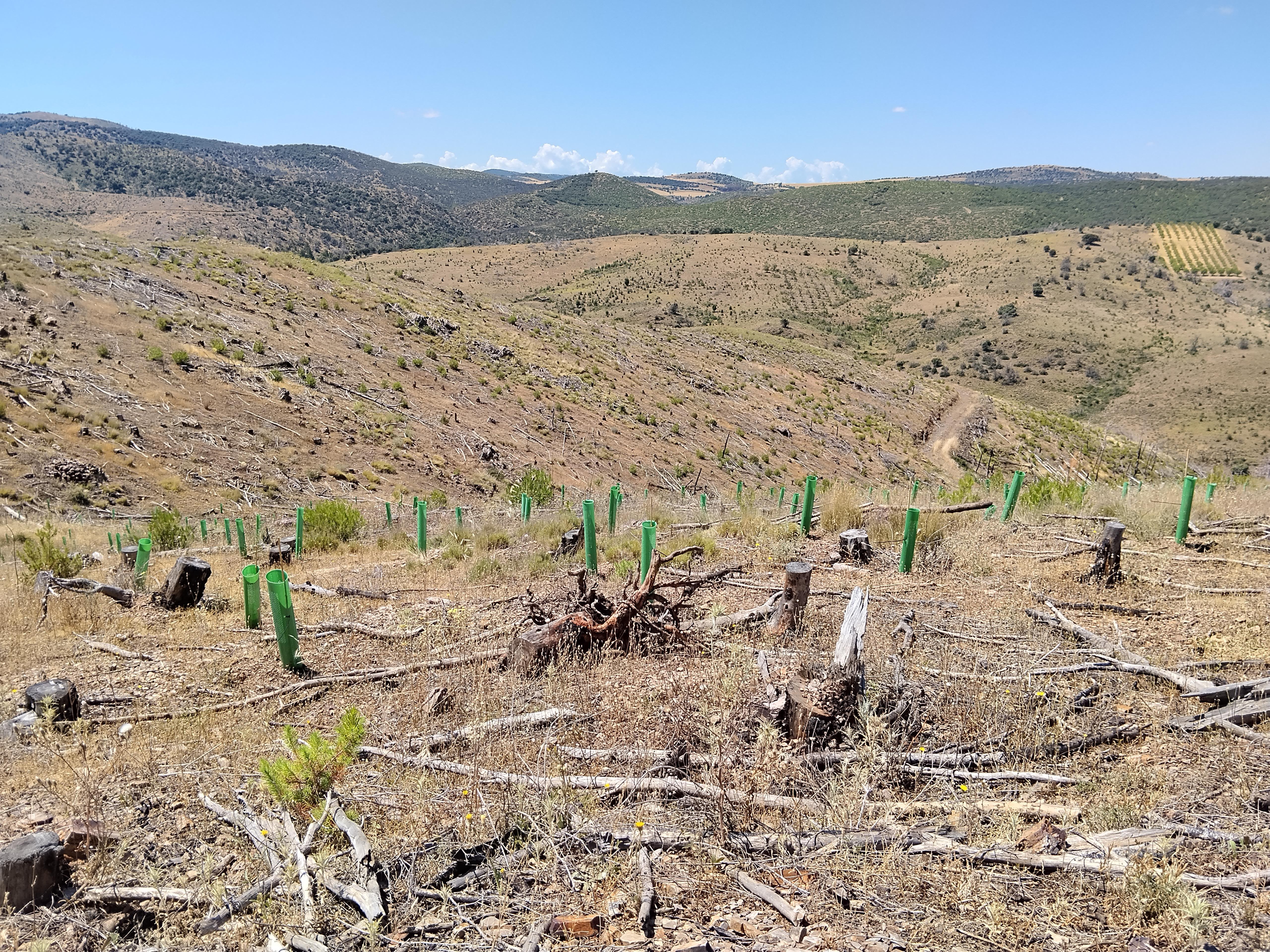 Repoblación con protectores individuales en ladera de montaña
