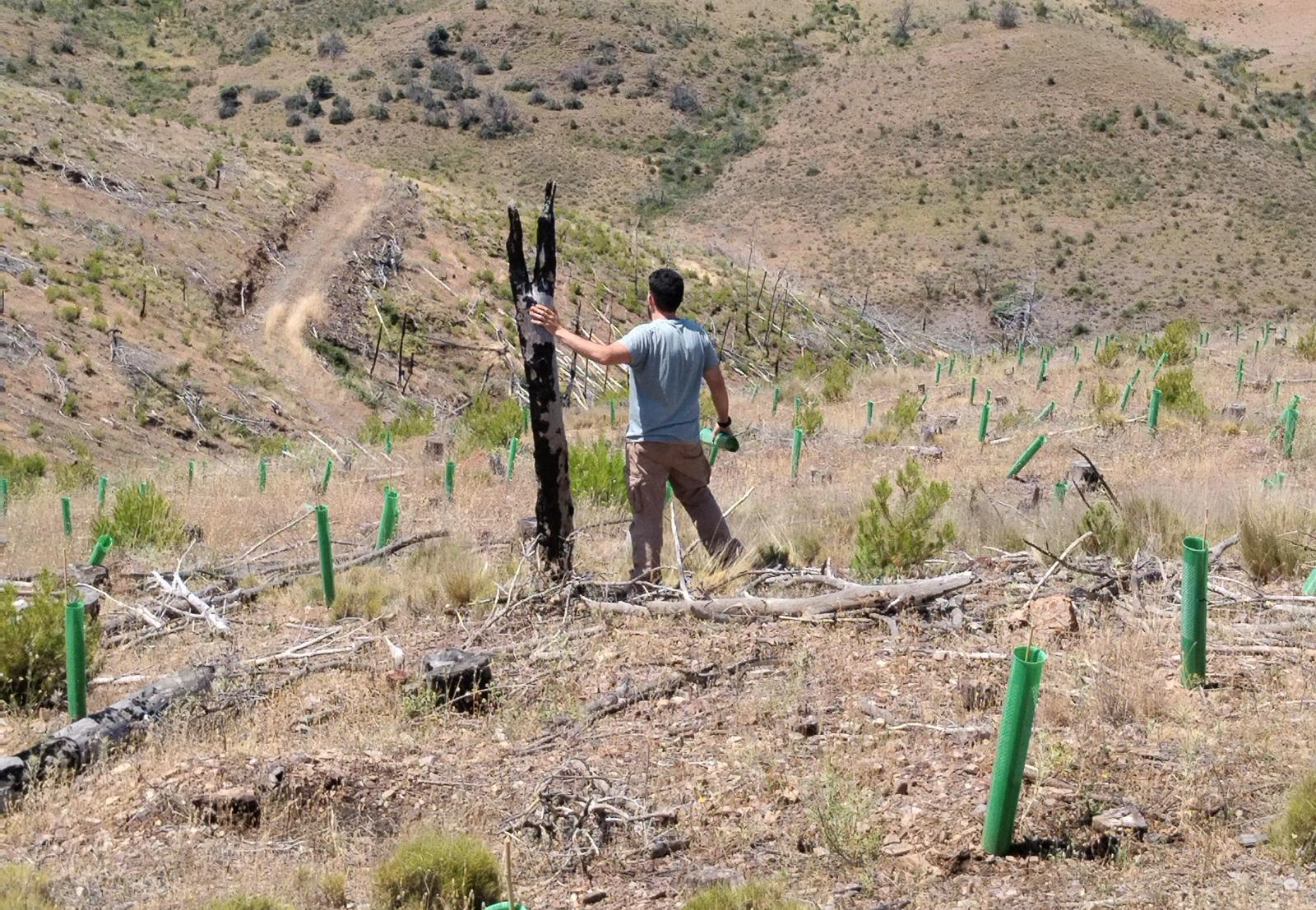Técnico en una repoblación con protectores individuales en ladera restaurada
