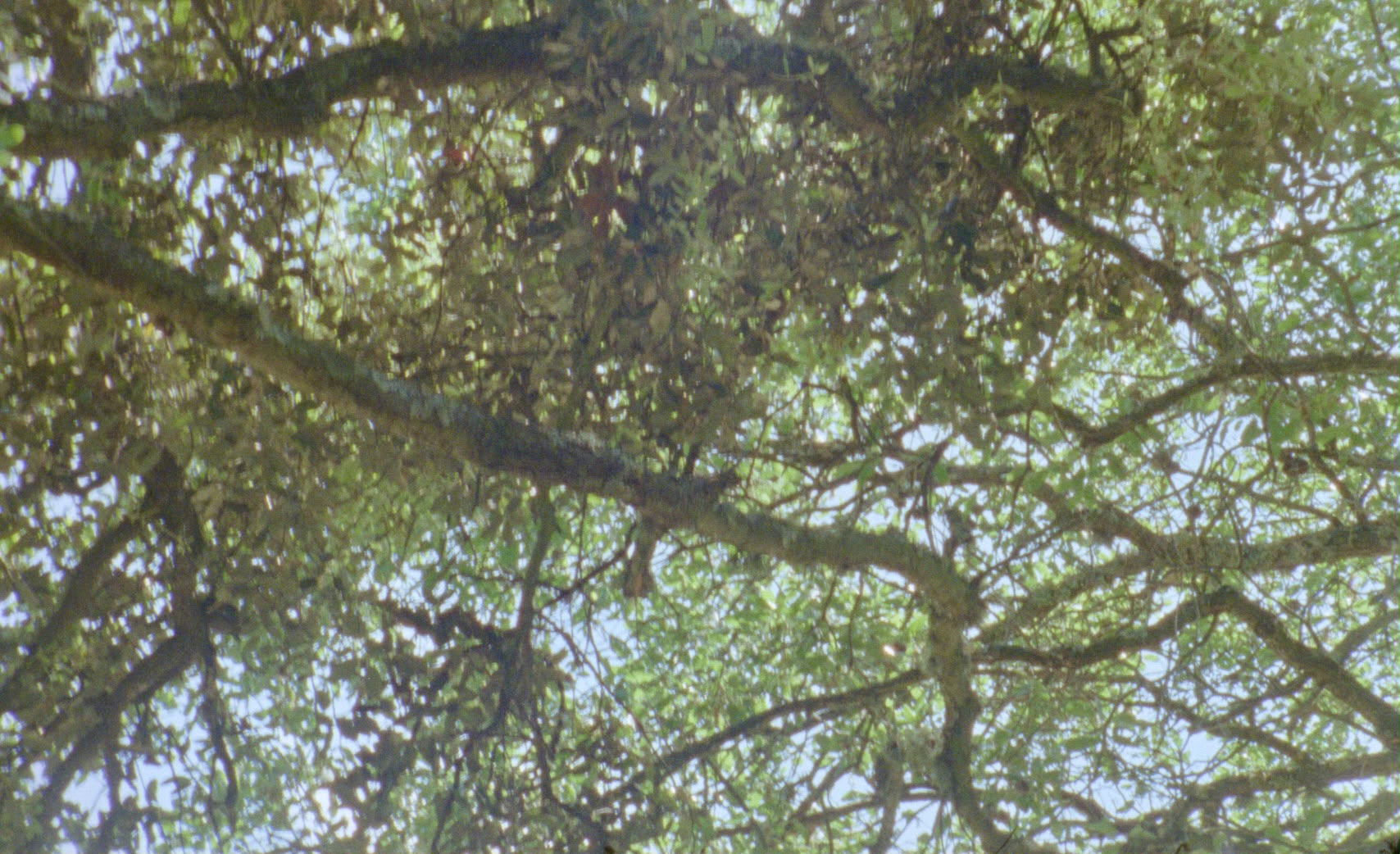 Copa de árbol maduro vista desde abajo contra el cielo
