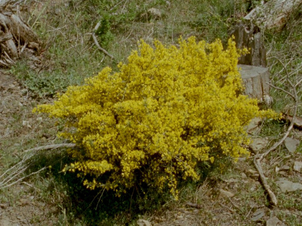 Detalle de retama en flor amarilla