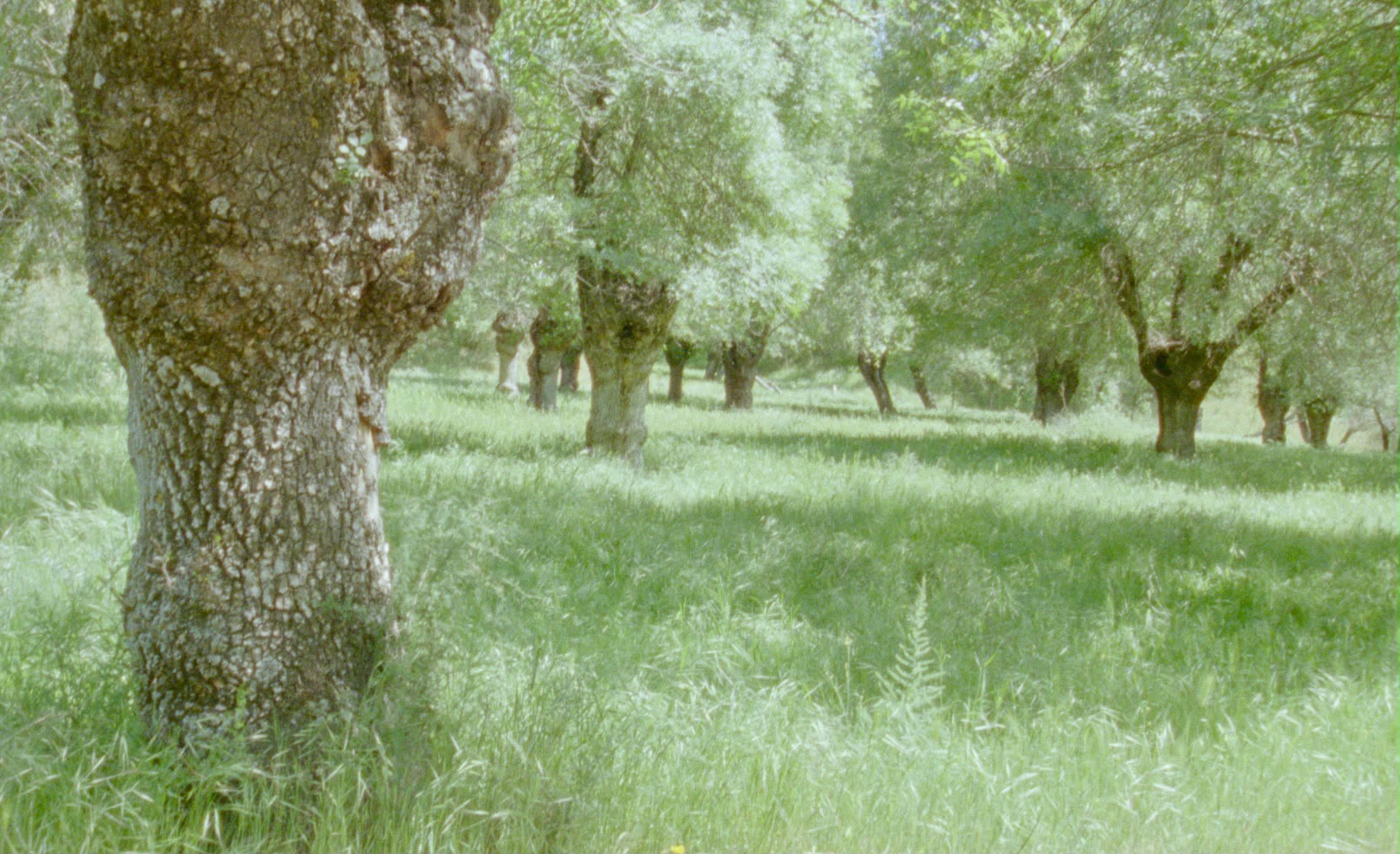 Arboleda de árboles maduros en pradera