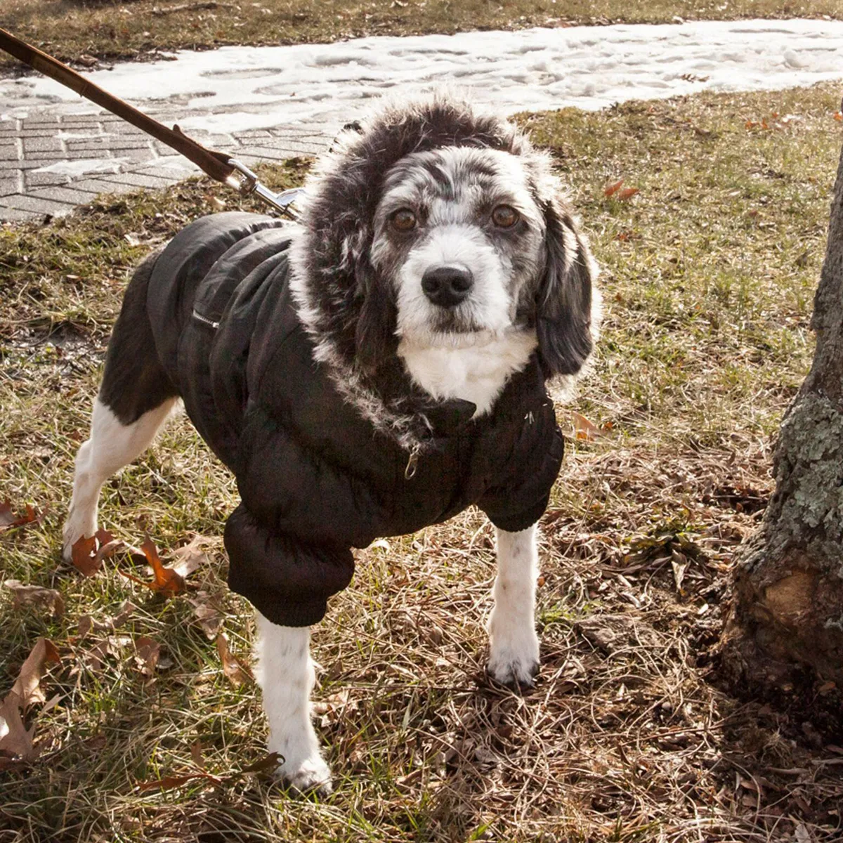 Insulated Dog Coat