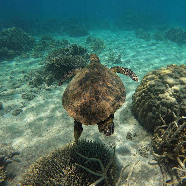 Sea turtle swimming over coral reef