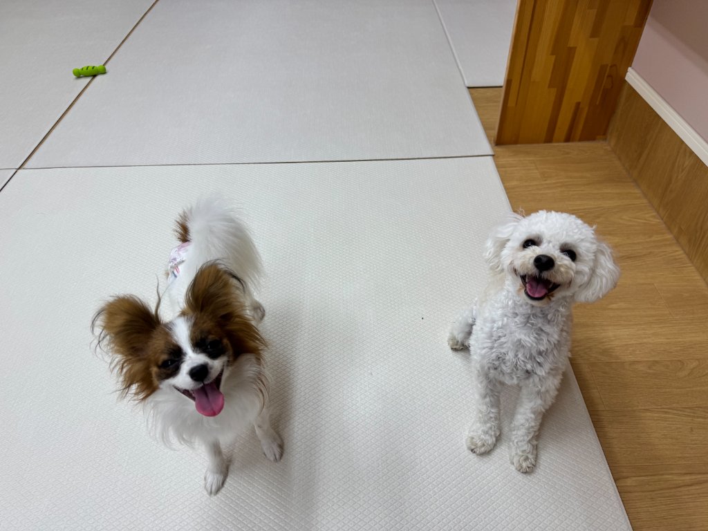 初対面の犬への正しいあいさつについて