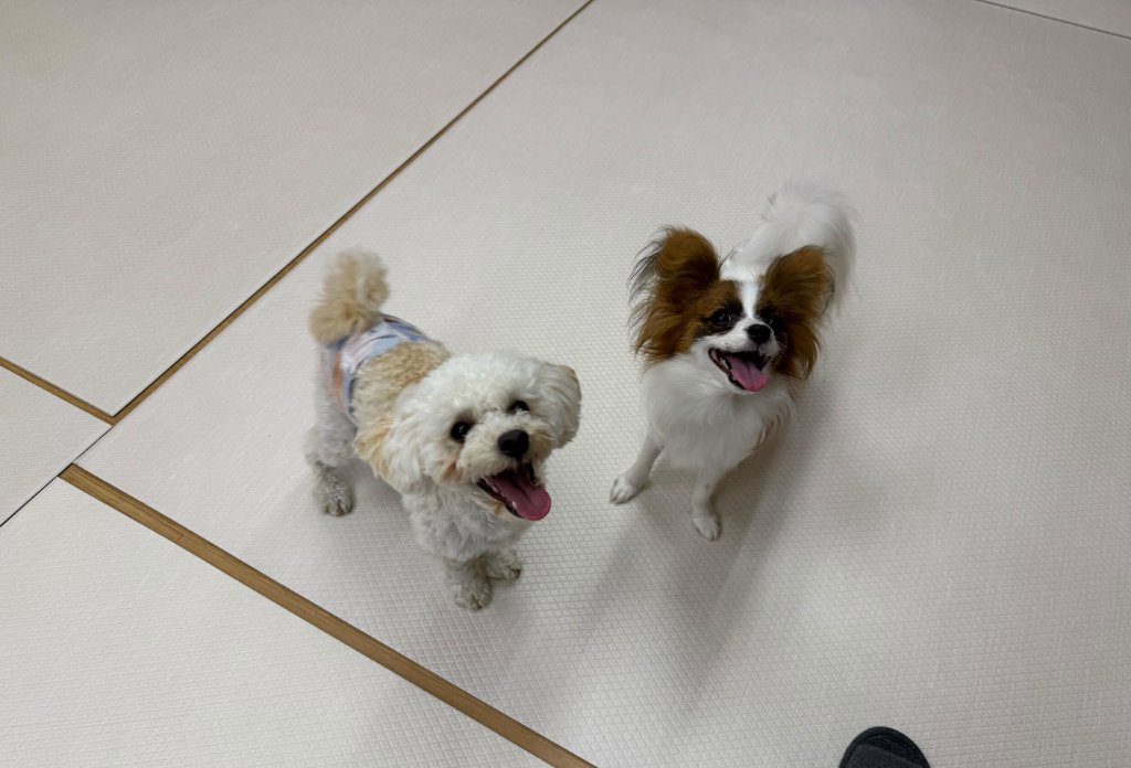犬の幼稚園