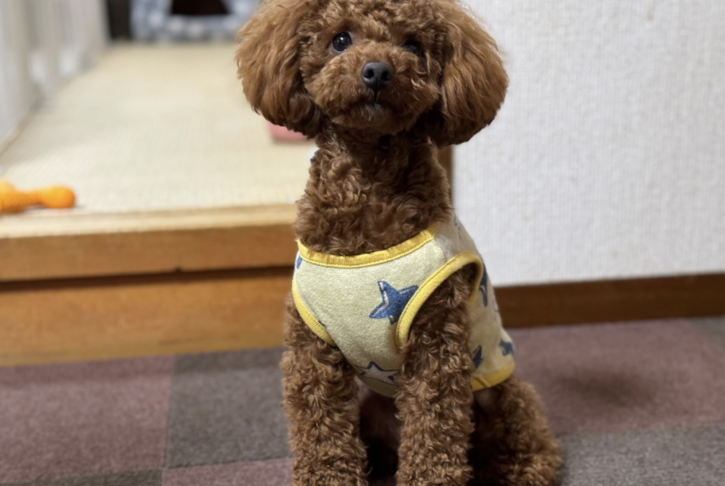 犬同士の交流
