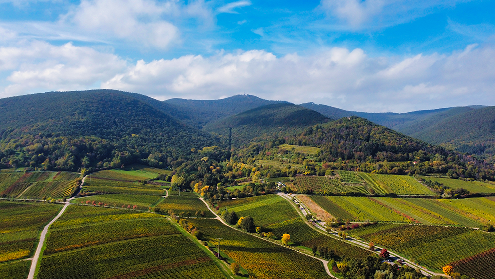 Weinberge Südpfalz