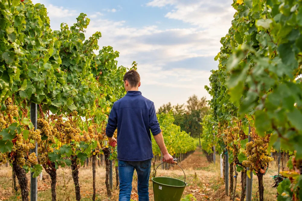 Moritz Schwaab mit Leseeimer in den Weinbergszeilen