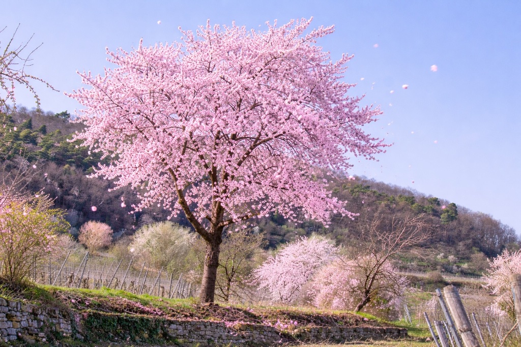Mandelblüte in der Pfalz