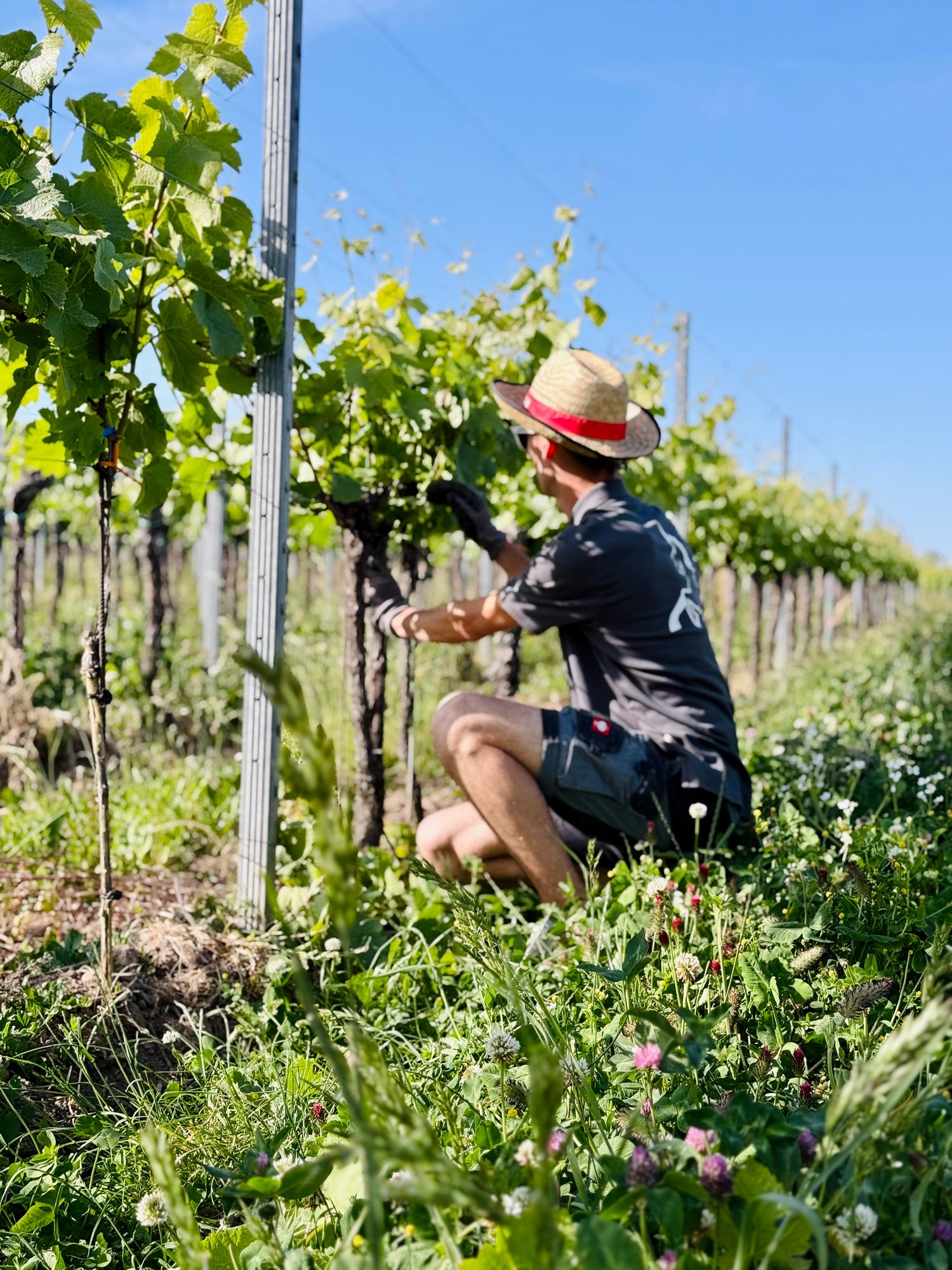 Handarbeit im Weinberg
