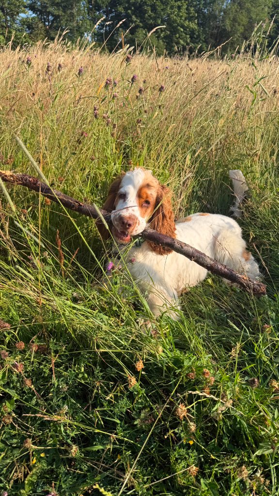 A brown and white spaniel carrying a stick proudly through tall golden grass on a countryside walk near House of Paws Retreat in Chesterfield, Derbyshire