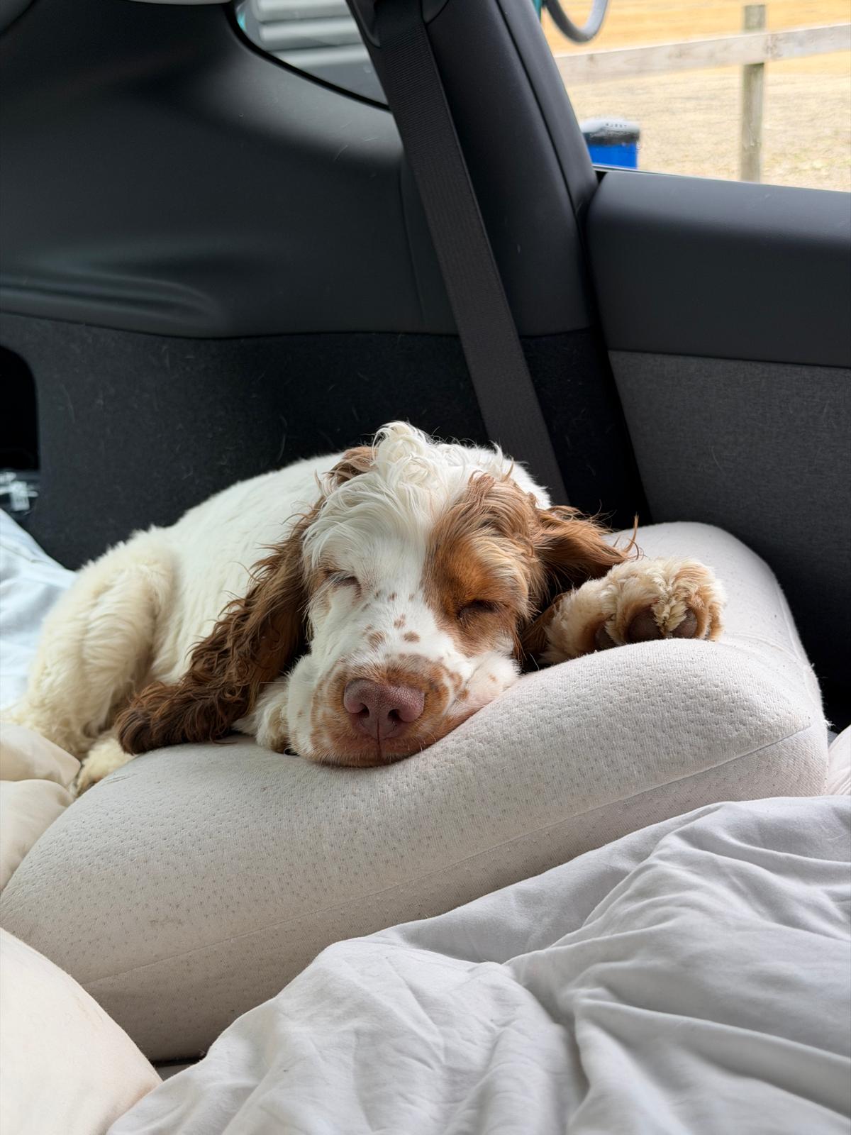 A spaniel-type dog fast asleep on a cushion