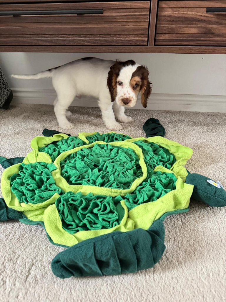 A spaniel puppy with a green turtle-shaped snuffle mat — calm, sniff-led enrichment in the lounge at House of Paws Retreat