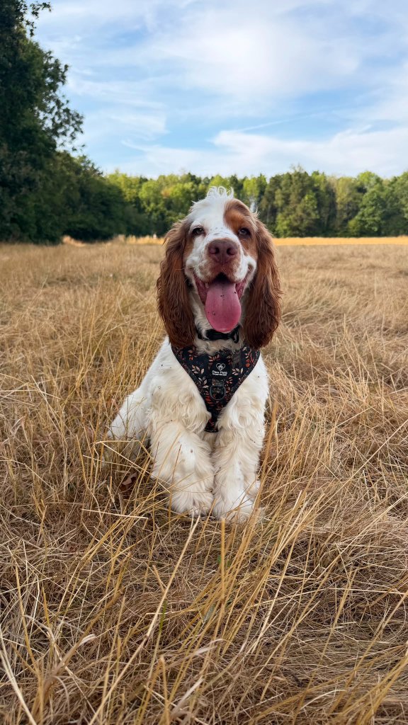 Baxter, our Show Cocker Spaniel, sitting happily in a golden autumn field near House of Paws Retreat